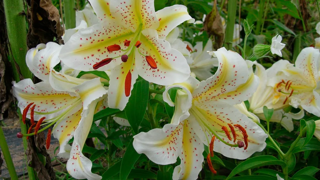 سوسن طلایی ژاپن