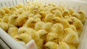 دستگاه جوجه کشی بخرم یا خودم درست کنم؟