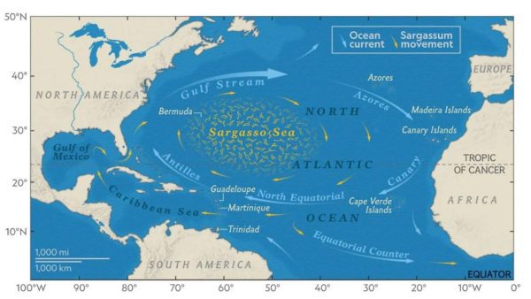 دریای سارگاسو