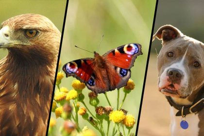 نگاهی به بینایی حیوانات شگفت‌انگیز