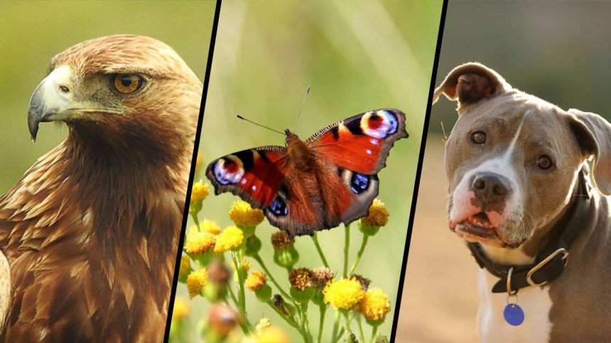 نگاهی به بینایی حیوانات شگفت‌انگیز