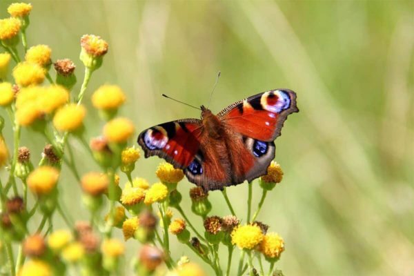 نگاهی به بینایی حیوانات شگفت‌انگیز