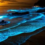 امواج شب تاب