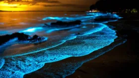 امواج شب تاب