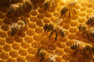 10 دانستنی شگفت‌انگیز درباره زنبور عسل و راز تولید عسل